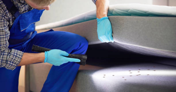 Best Wasp Removal Services  in Catalina, AZ
