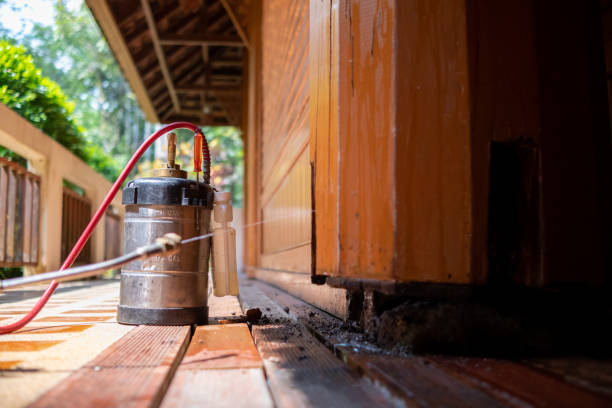 Best Insect Control  in Catalina, AZ